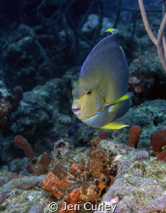 Townsend angelfish posing for the camera by Jeri Curley 